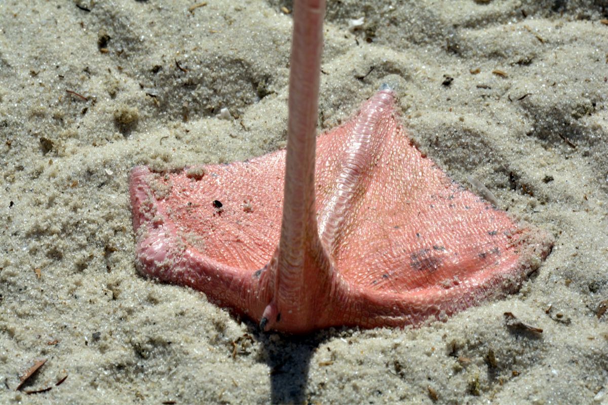 A close-up shot of a flamingo webbed foot.