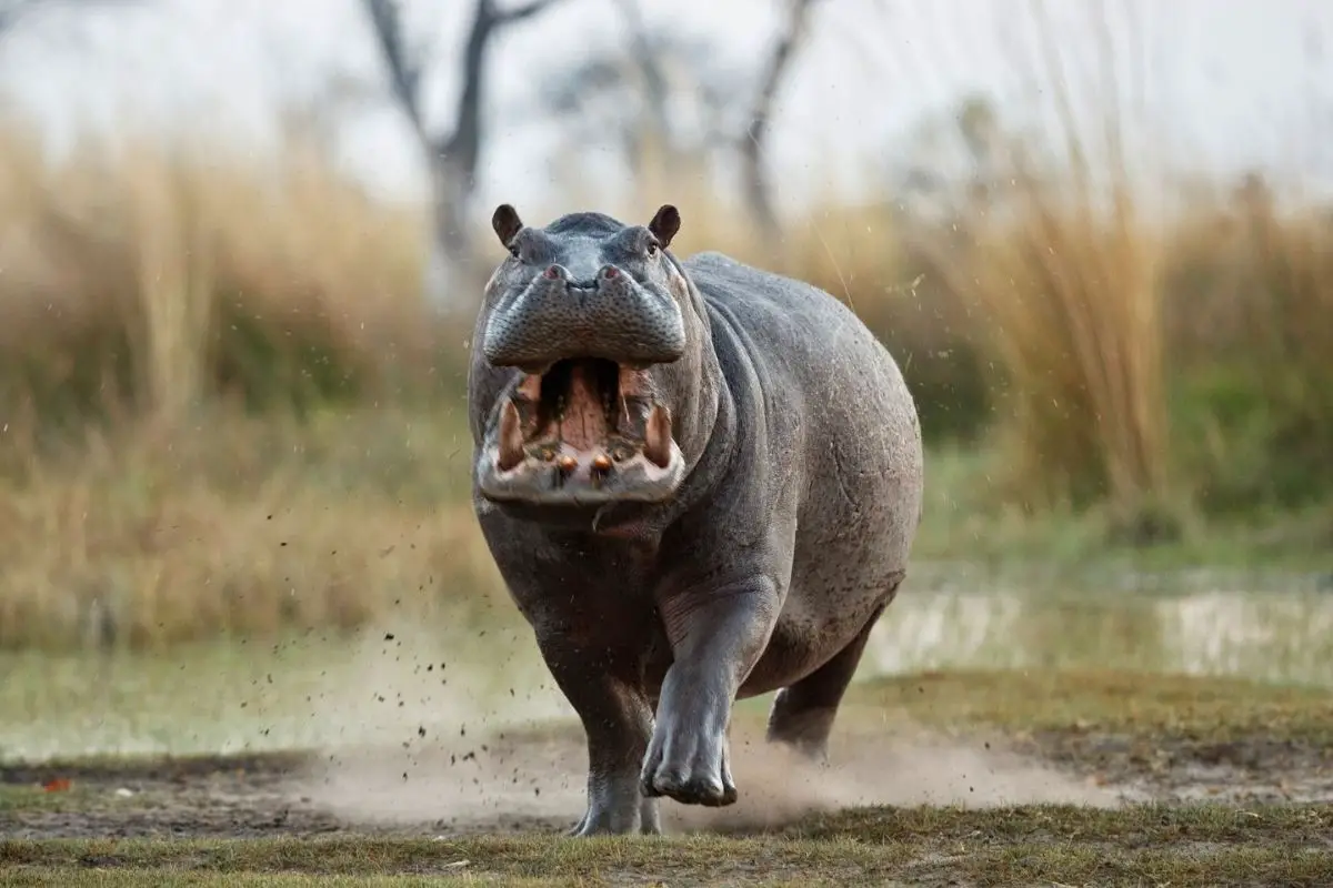 Aggressive hippo male heading to the cameraman's direction.