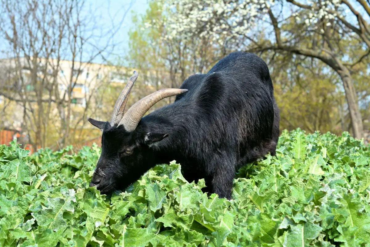 Black goat while eating in a meadow.