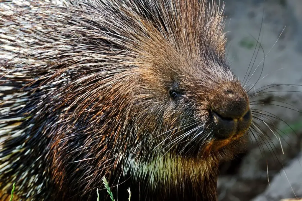 What Do Porcupines Like to Do? NatureNibble