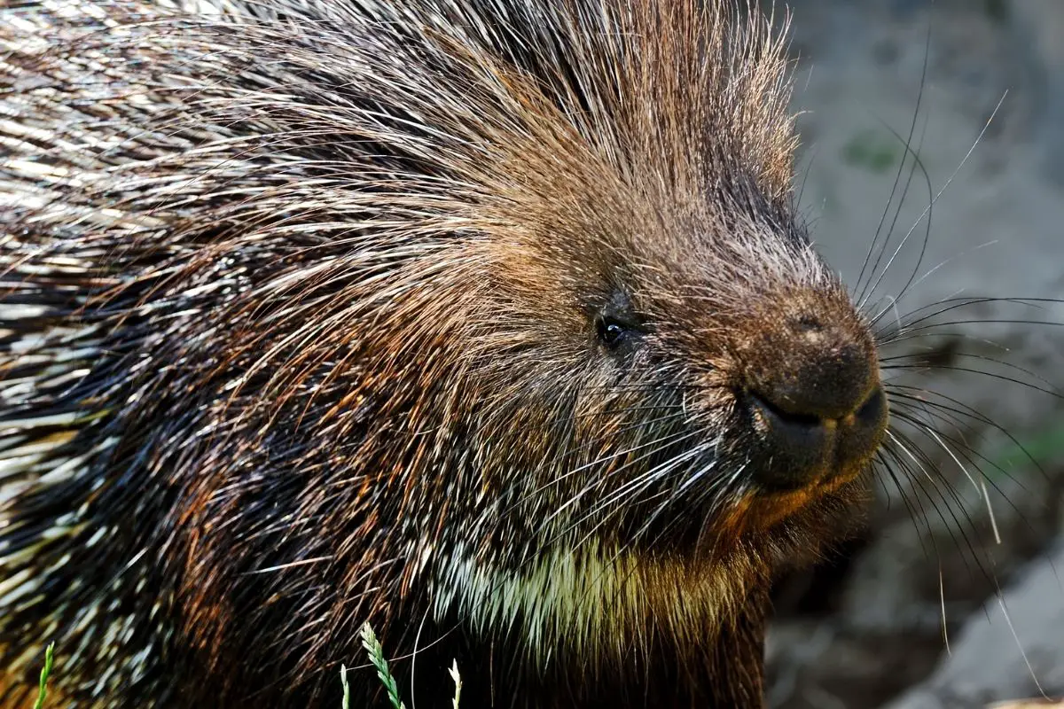 Portrait of indian porcupine in the wild.