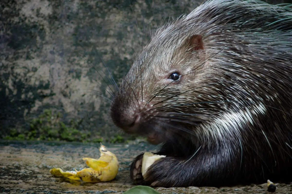 A close-up photo of a porcupine eating a banana.