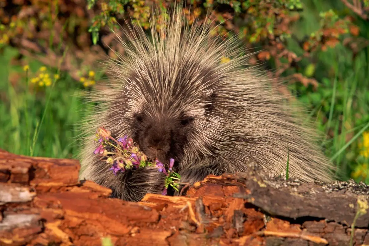 A porcupine actively eating plants in the field.