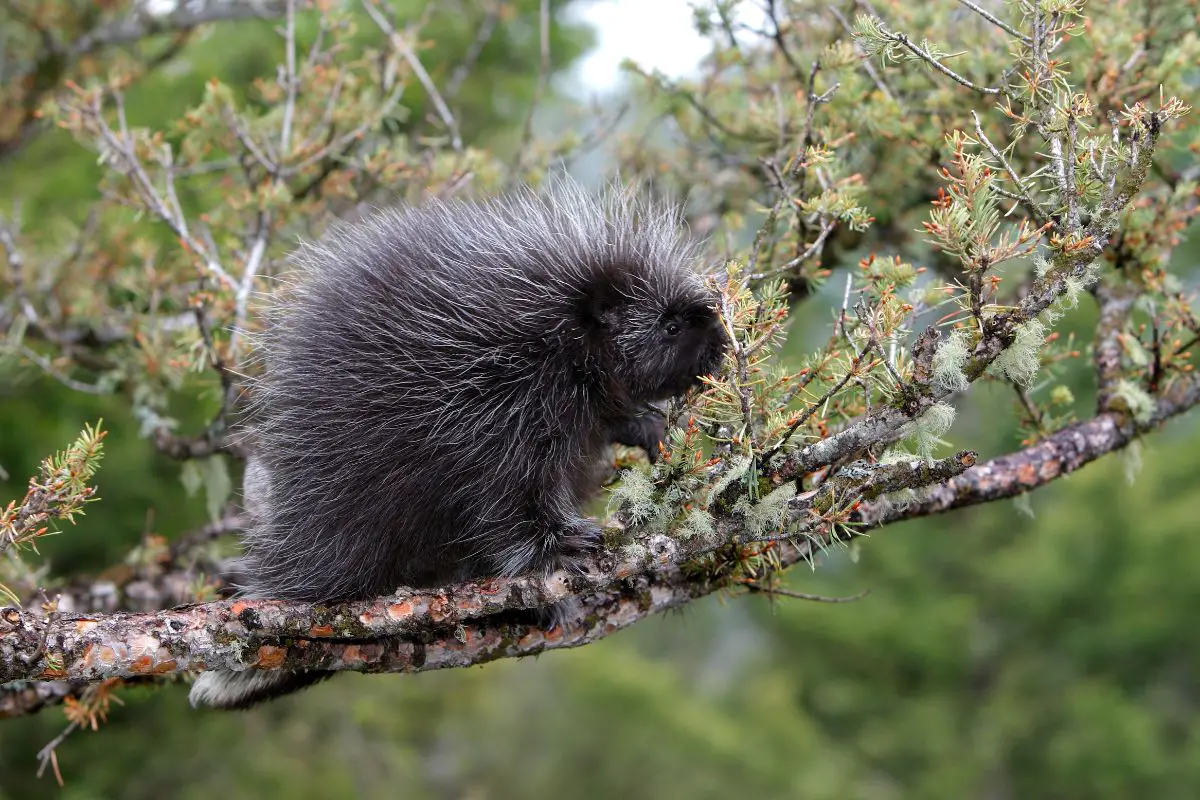 A stunning photo of a porcupine sitting on a tree branch.