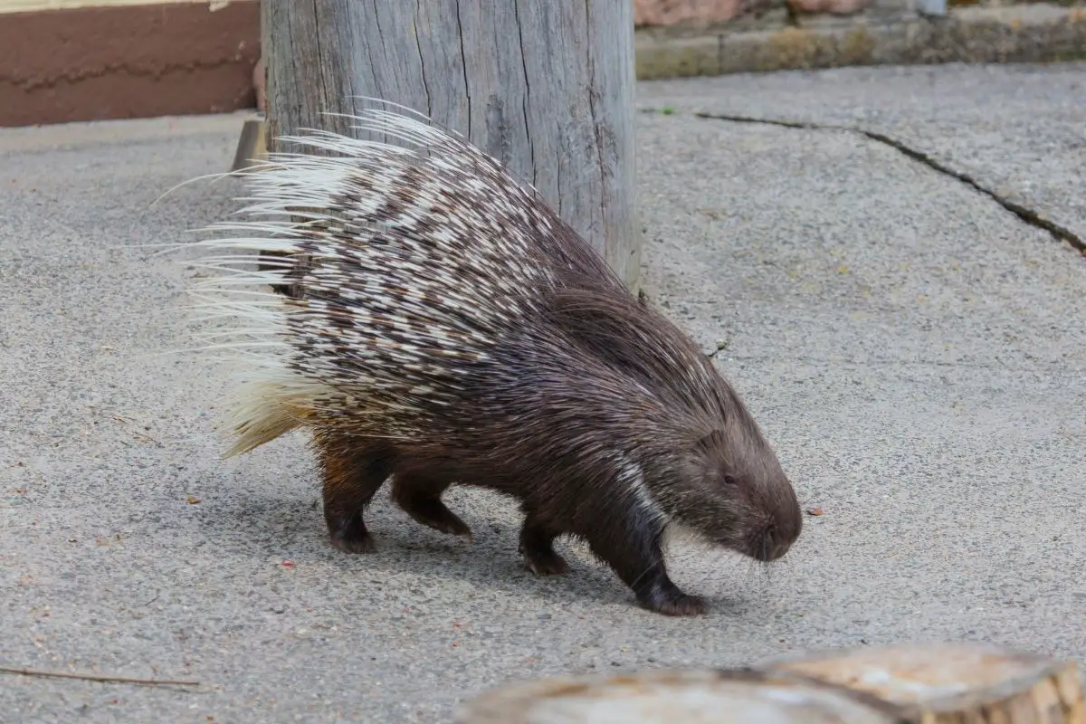 A cute porcupine walking along.