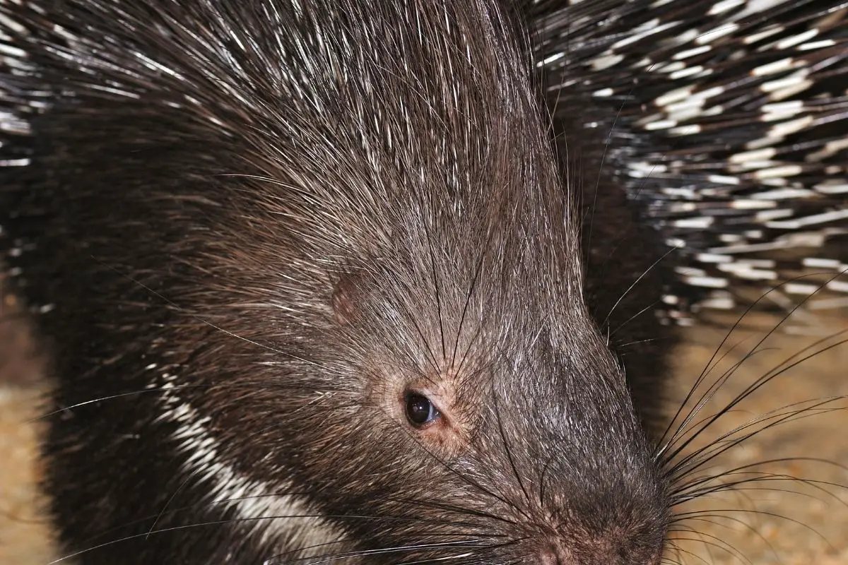 A close-up photo of a Porcupine in his habitat.