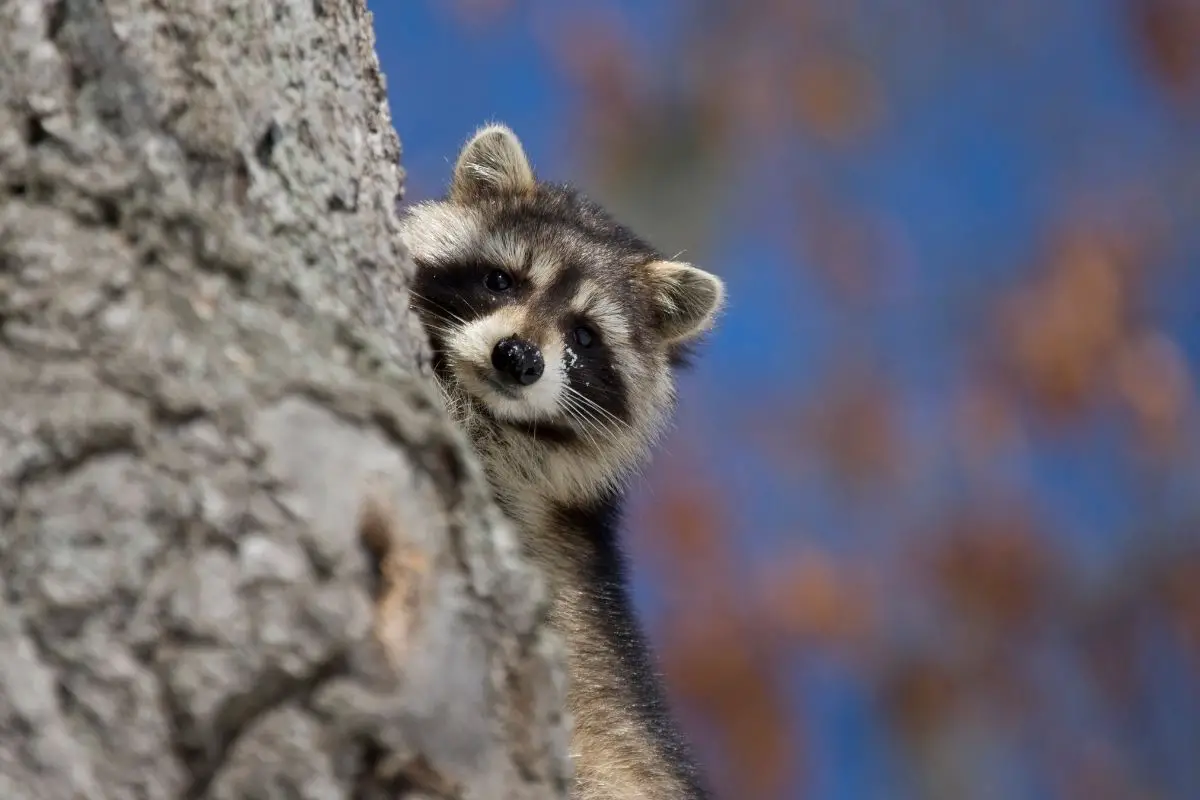 A portrait of a Raccoon behind a tree log on a blurred background.