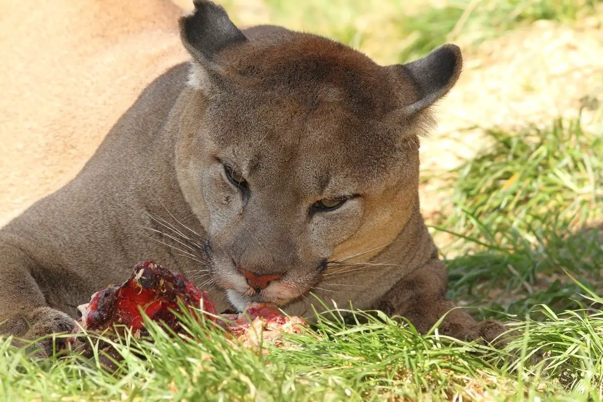 Hungry cougar eating a piece of meat on the grass.