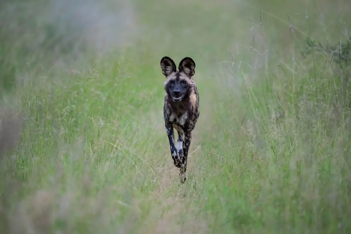 a wild animal that looks like a dog