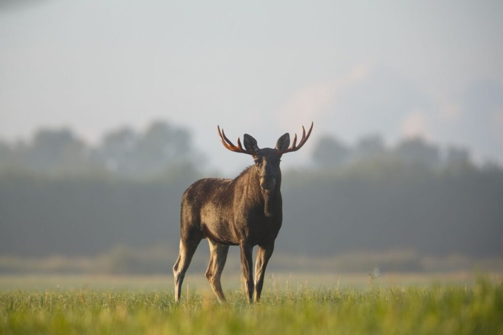 elk vs moose antlers