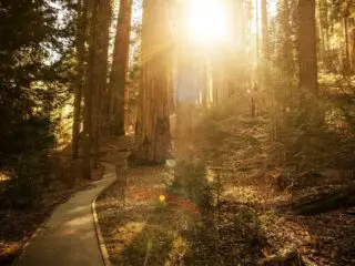 Sunny forest trail in sequoia national park in sierra nevada mountains.