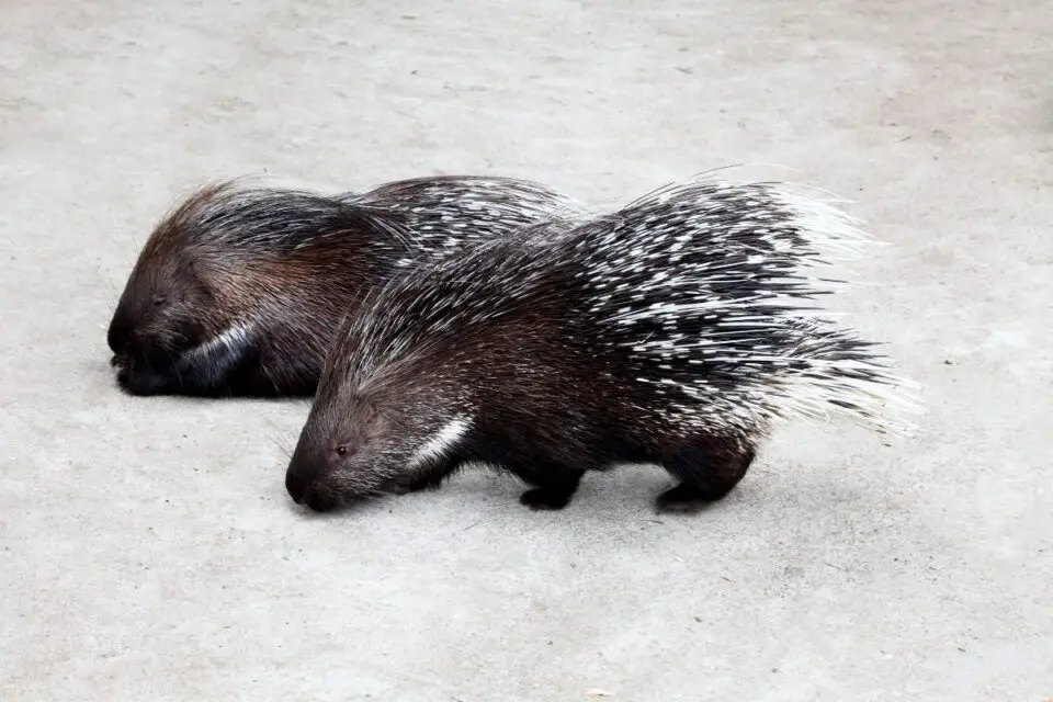 Do Porcupines Shoot Their Quills? How Do the Quills Work? NatureNibble