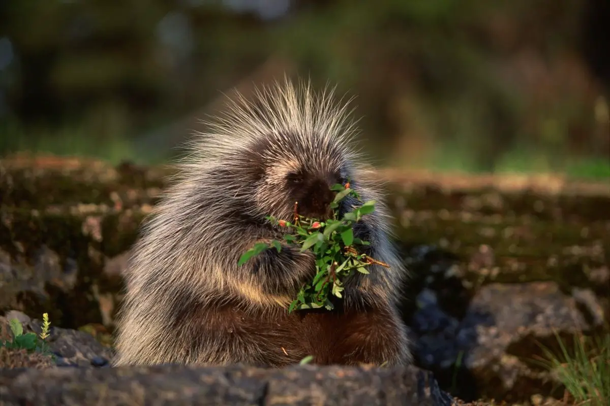 A macro shot of a porcupine eating a portion of leaves.