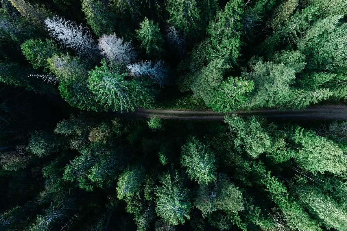 A top view of a forest loaded with tall trees.
