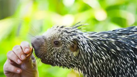 Porcupine being hand-fed.