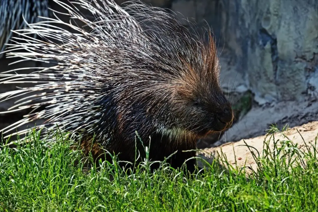 Can Porcupines kill Snakes? Cats? Chickens? NatureNibble