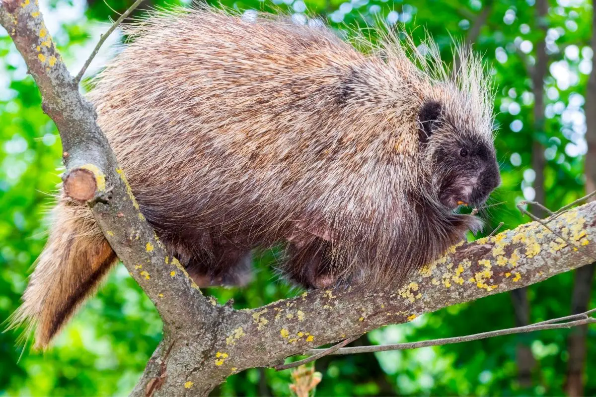 North American tree porcupine erethizontid resting on a tree branch.