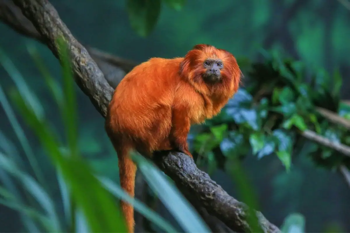 Golden lion tamarin resting on a tree branch.