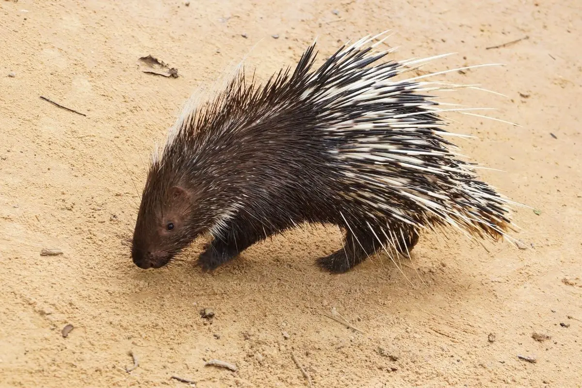 Where Do Porcupines Live and Sleep? What’s Their Habitat? NatureNibble