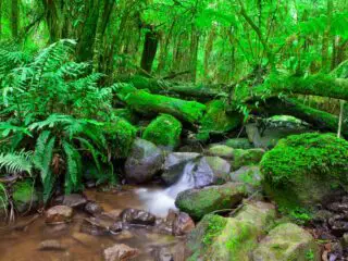 A beautiful rainforest stream in victoria, australia.