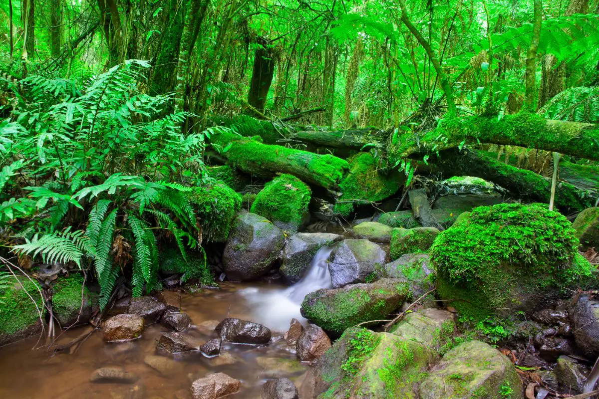 Scenic view of a beautiful rainforest stream.