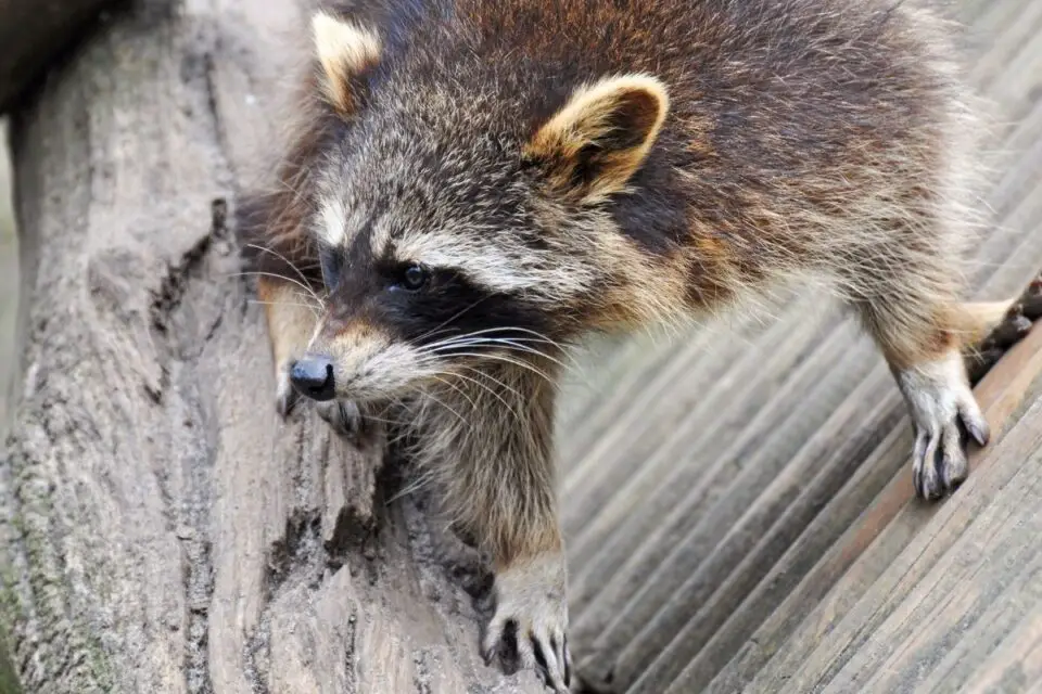 The Noises Raccoons Make and What They Mean NatureNibble