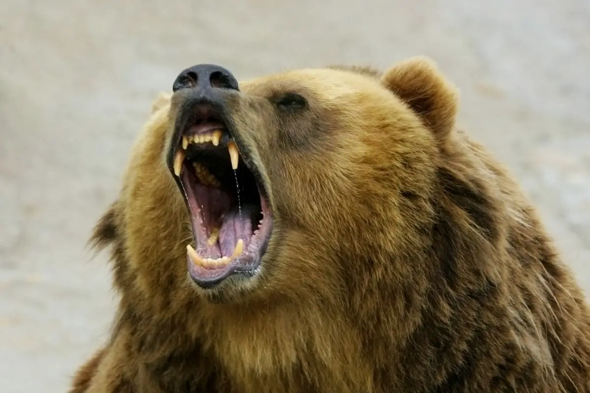 Angry Bear showing his pointed fangs.