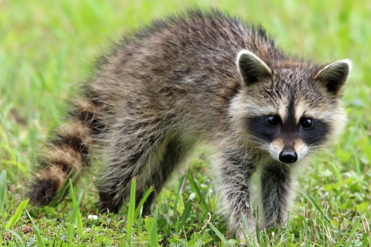 A threatened Raccoon in the backyard.
