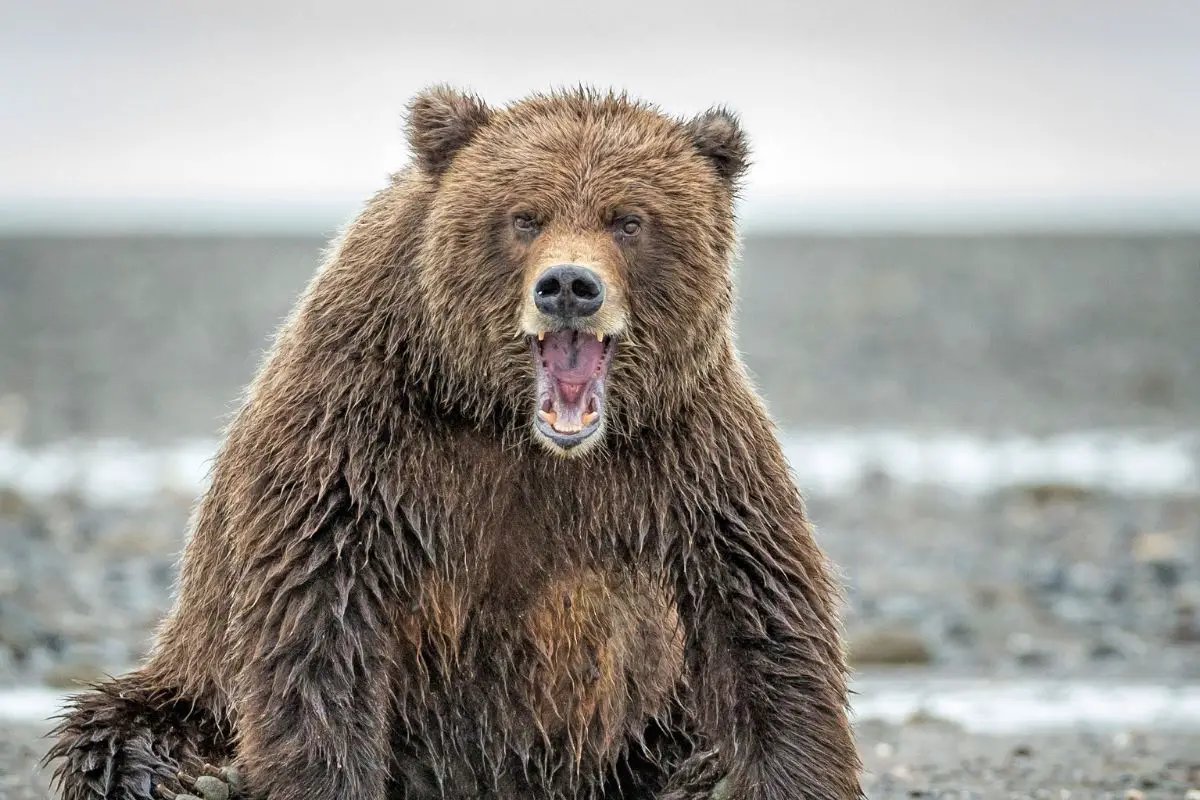 An angry bear shows his fangs and disturb fury.