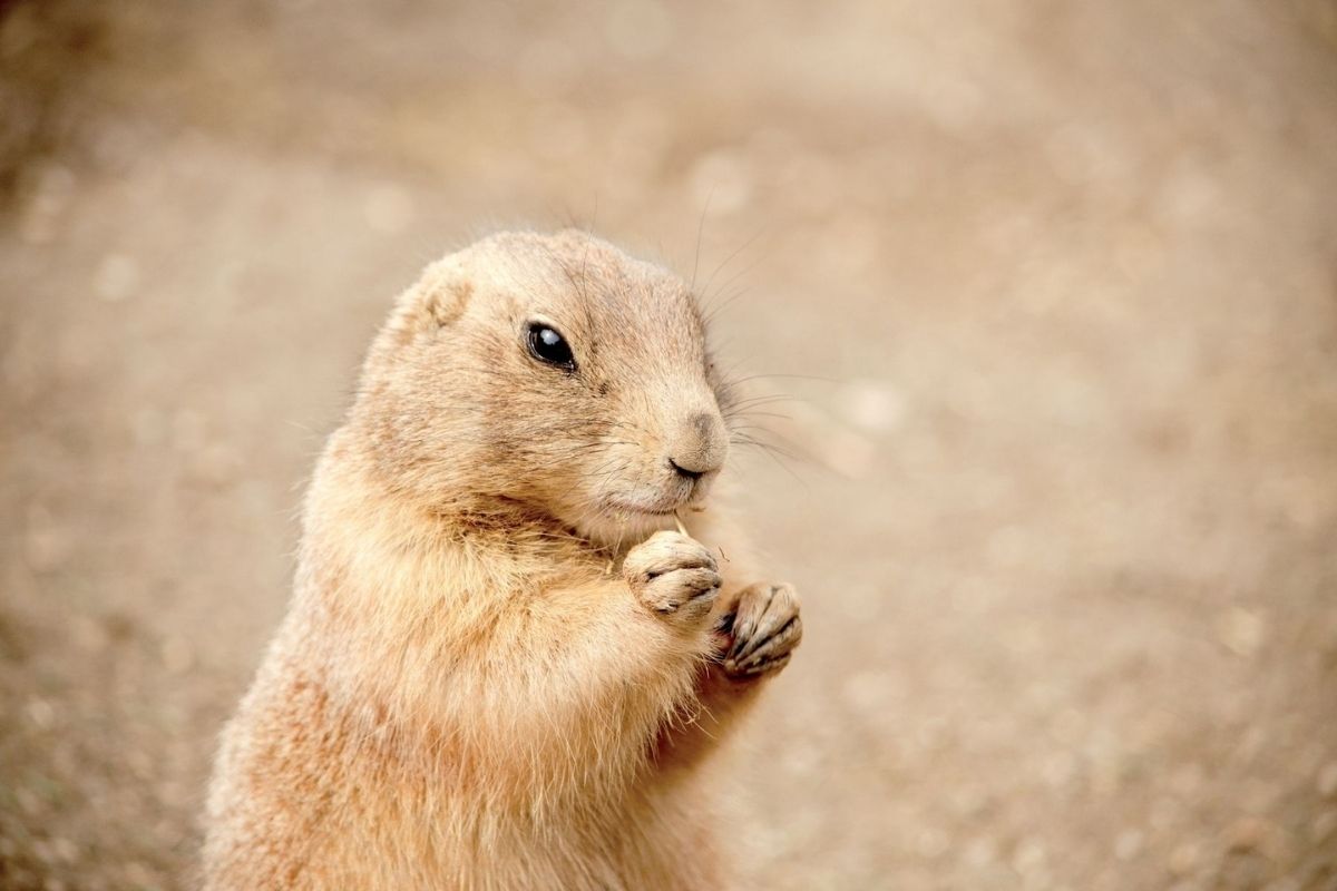A portrait photo of a gopher while eating.