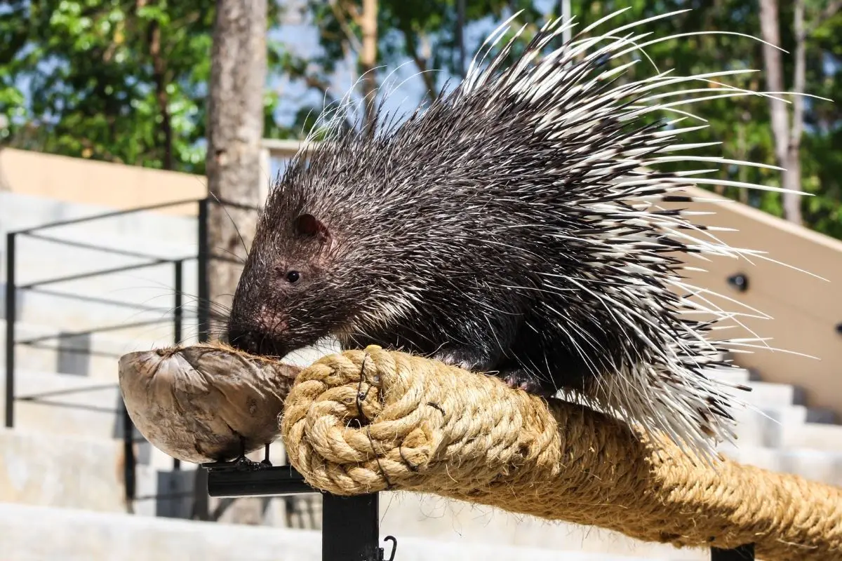 A porcupine in juggling on a closed rope.