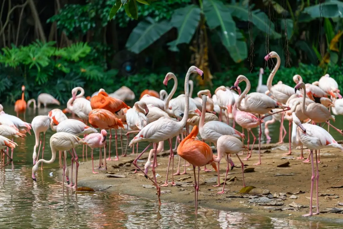 A group of flamingos feeding in the river.