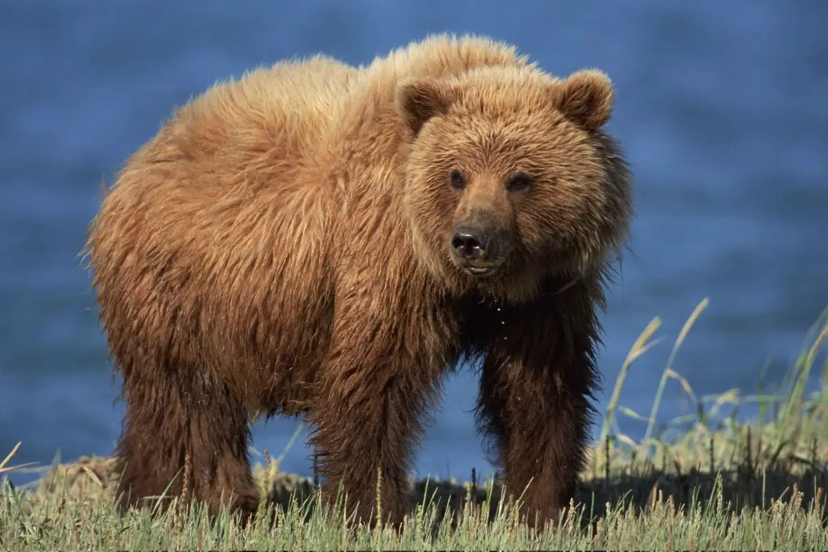 A stunning photo of Grizzly bear on a grass field.