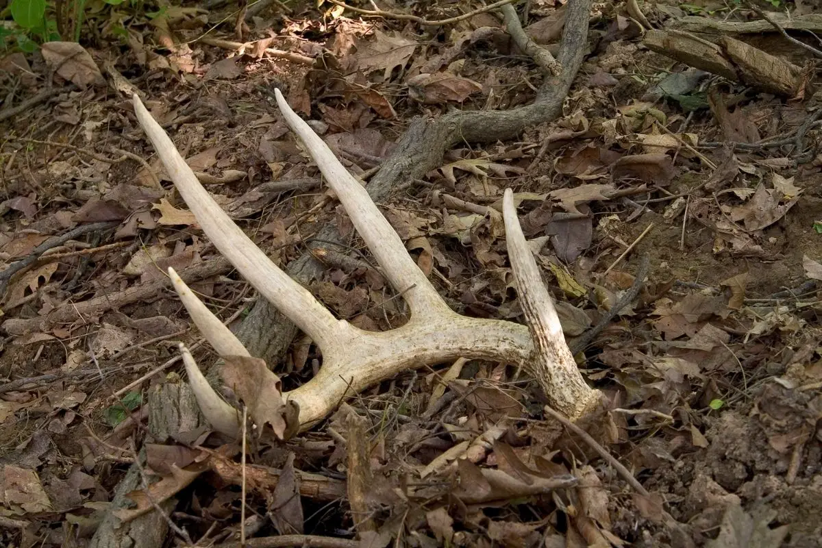 Ana antler from a mature whitetail.