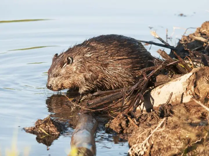 Do Otters Build Dams like Beavers? - NatureNibble