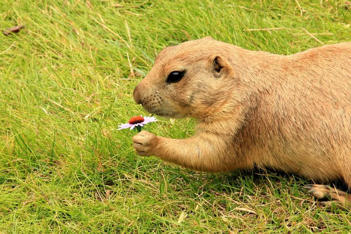 A gopher holding a flower while playing on the ground.
