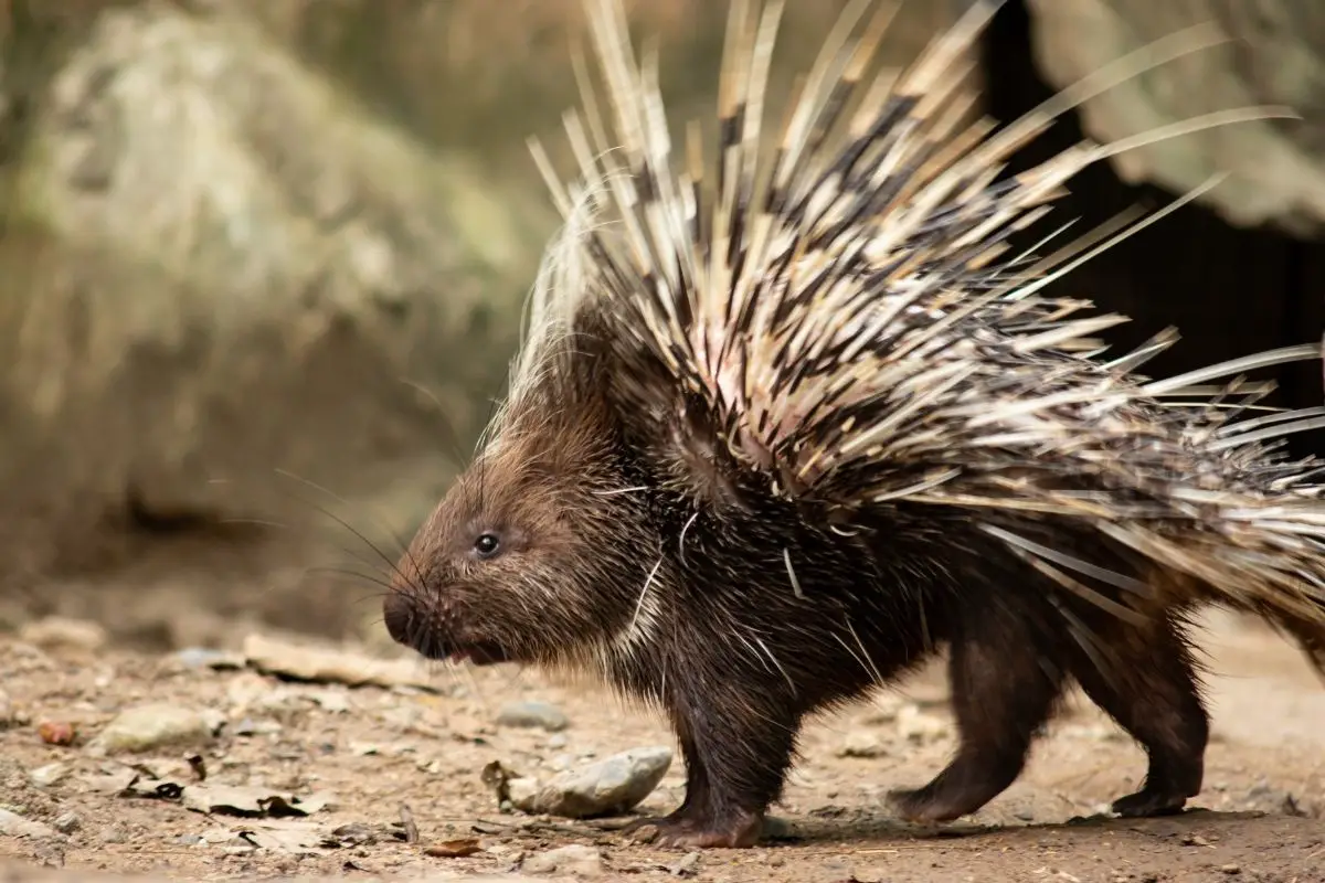 A Malayan porcupine in a defensive position.