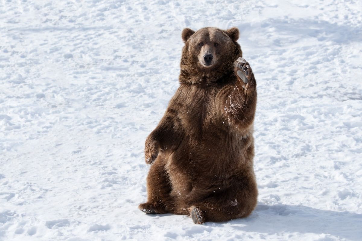 A Big Brown bear waving and sitting on snow.