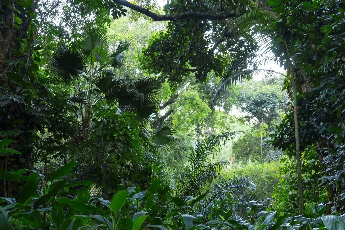 A scenic photo of Mata atlantics rainforest.