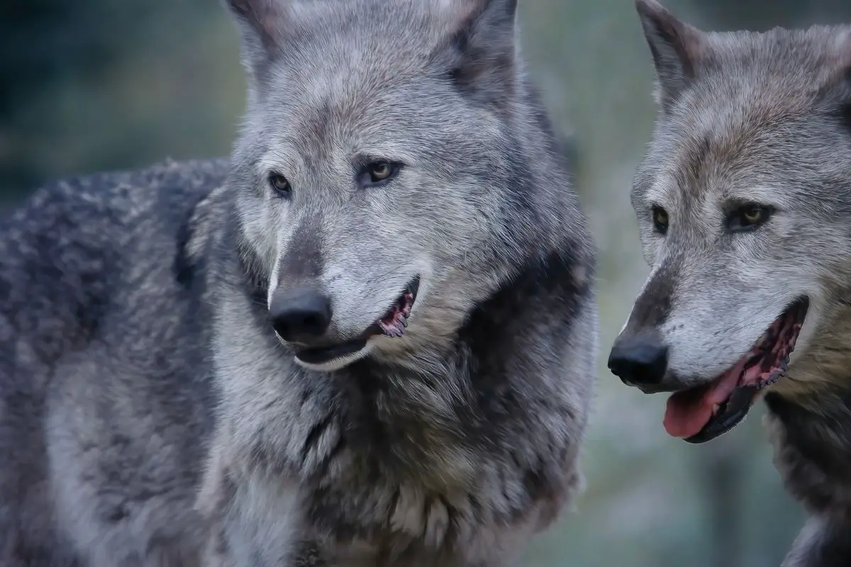 Couple of European grey wolves.