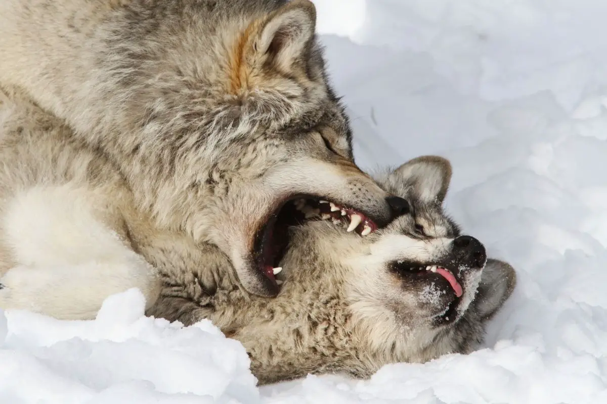 Aggressive Timberwolves are fighting in winter.