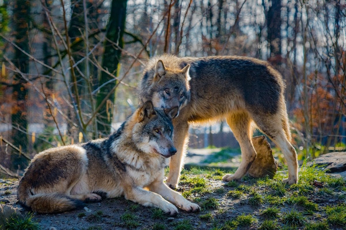 Two wolves cuddling in the forest.