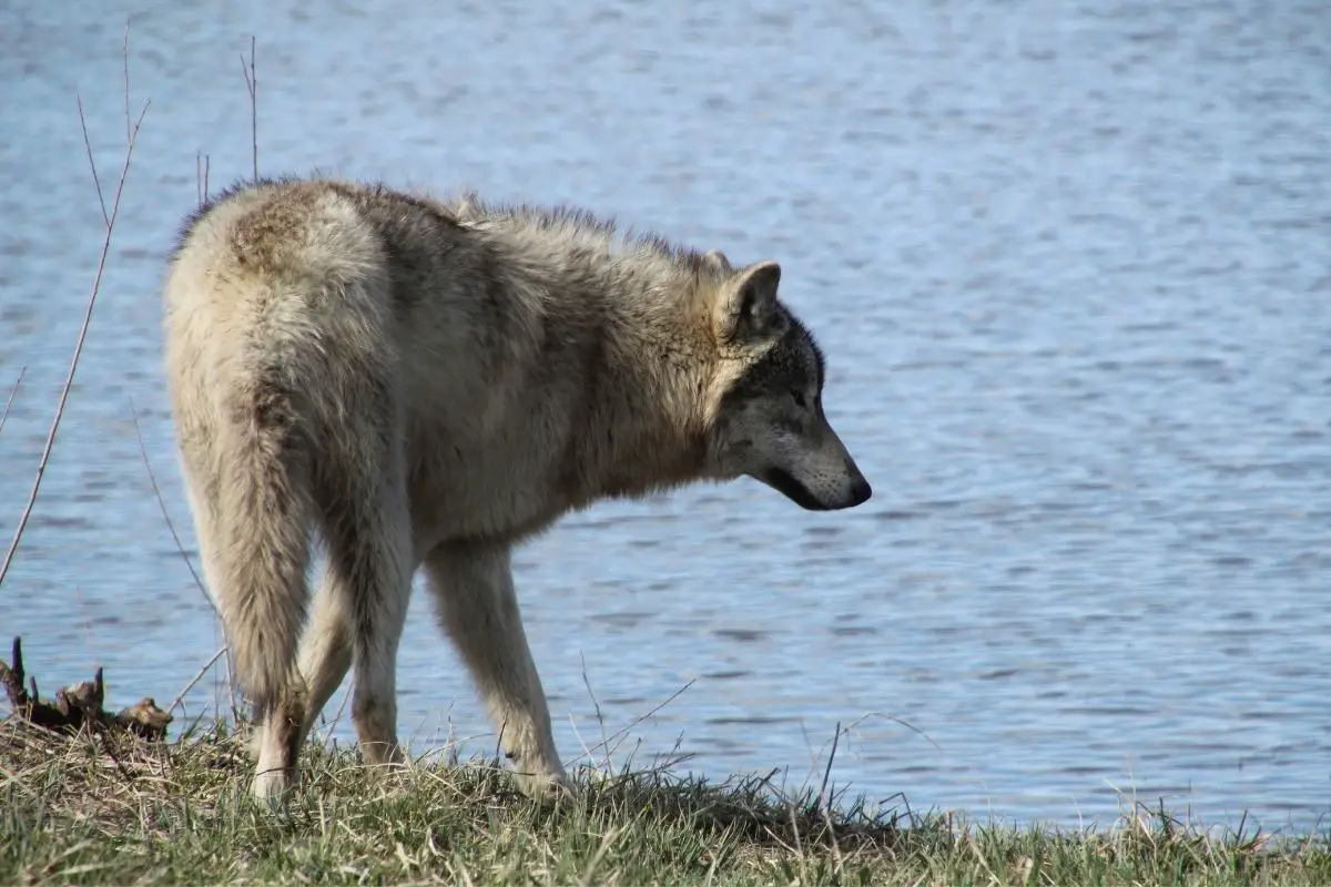 Gray wolf beside the lake.
