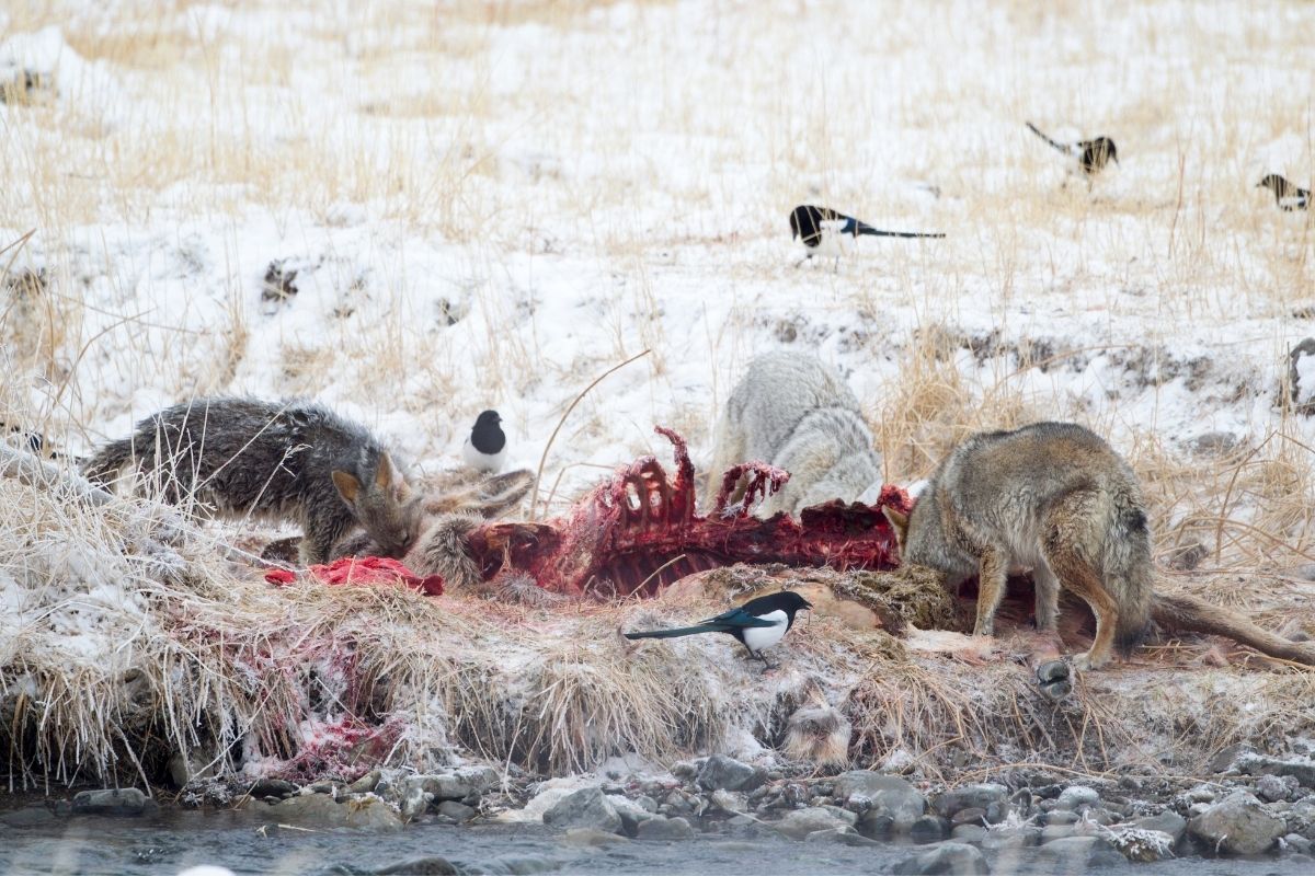 Pack of grey wolves eating their hunt.