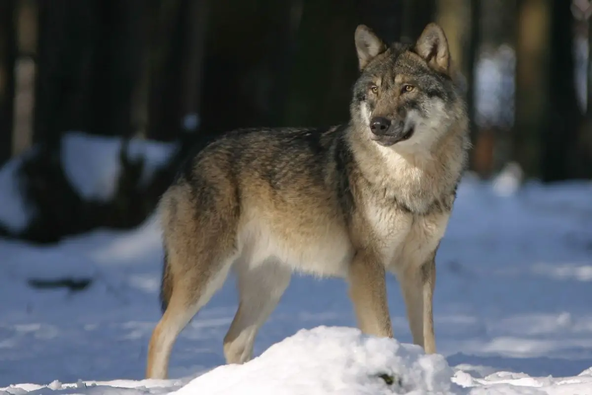 A close-up photo of wolf in winter.
