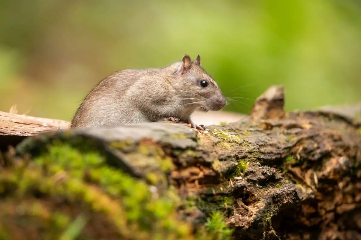 A close-up of nillu rat.
