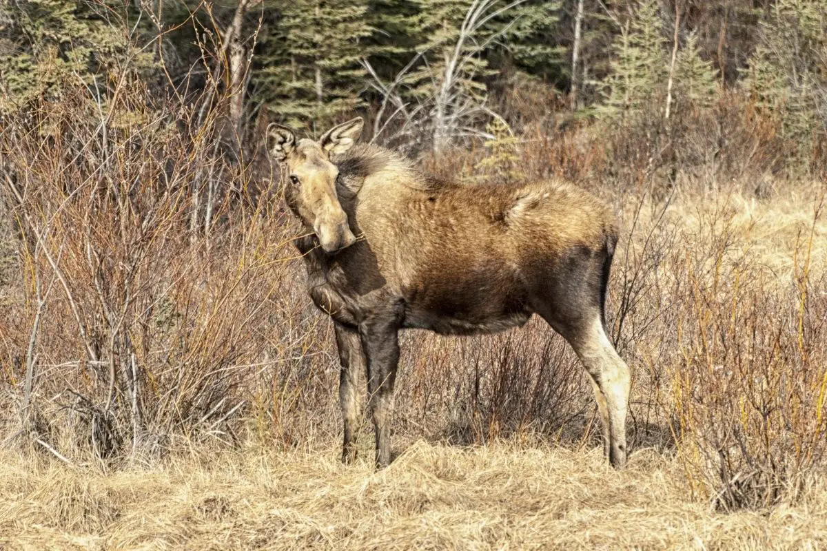 Moose feeding in willows in interior Alaska.