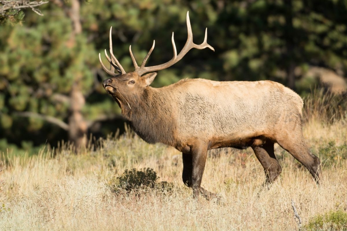 A large bull north American elk in the wild.