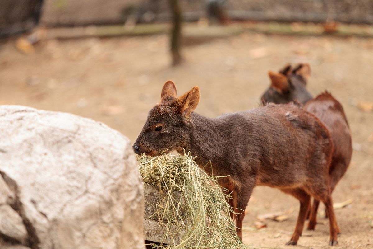 Southern pudu takes his food from the container.
