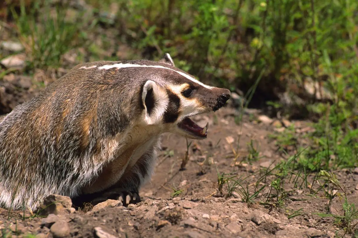 A stunning shot of an aggressive badger in the wild.